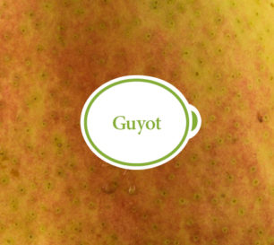 Guyot_Closeup